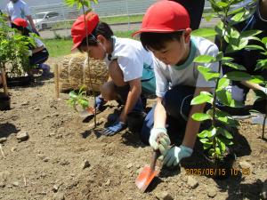 苗木を植える子どもたちの写真