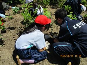 教えてもらいながら植樹する写真